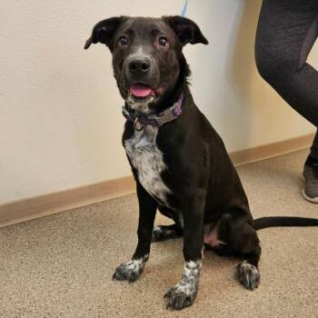 Penny -  Border Collie Dog for Adoption in Fallon, Nevada - Penny | PetCurious