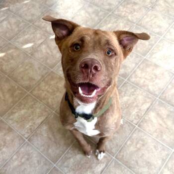 Beignet -  Terrier and Mixed Breed Dog for Adoption in Corpus Christi, Texas - Beignet | PetCurious