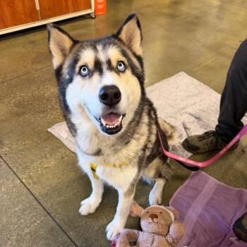 Siberian Husky Dogs Available for Adoption in Pasadena, California - Lulu | PetCurious