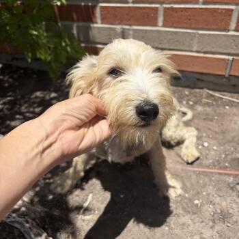 Teddy -  Miniature Schnauzer Dog for Adoption in Harlingen, Texas - Teddy | PetCurious