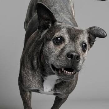 Maggie -  Boxer and Mixed Breed Dog for Adoption in Walden, New York - Maggie | PetCurious