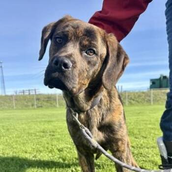 Mixed Breed Dogs Available for Adoption - Winchester | PetCurious