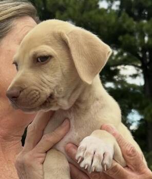 Baby Ruby -  Hound and Labrador Retriever Dog for Adoption in Washington, District Of Columbia - Baby Ruby | PetCurious