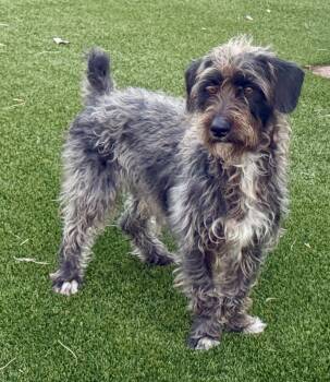 Standard Schnauzer and Standard Poodle Dogs Available for Adoption - Charlie - The Handsome Low Rider | PetCurious