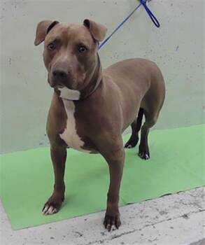 LUCA -  Staffordshire Bull Terrier and Mixed Breed Dog for Adoption in Houston, Texas - LUCA | PetCurious