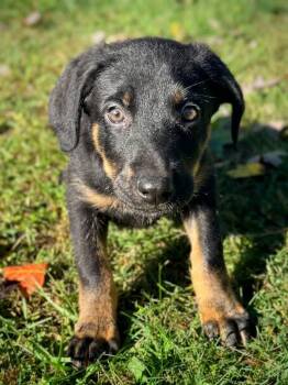 Mordecai -  Coonhound Dog for Adoption in Columbia, Maryland - Mordecai | PetCurious