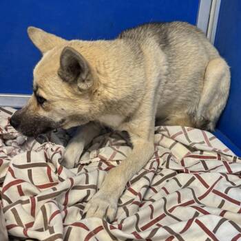 110483 -  Mixed Breed Dog for Adoption in Las Cruces, New Mexico - 110483 | PetCurious