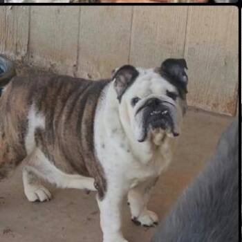 PookieAvailable 10/23 -  English Bulldog Dog for Adoption in Loves Park, Illinois - PookieAvailable 10/23 | PetCurious
