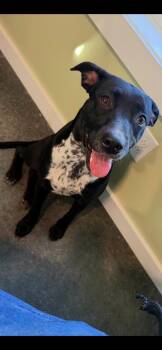 Gabby -  Australian Cattle Dog Blue Heeler Dog for Adoption in Harrodsburg, Kentucky - Gabby | PetCurious