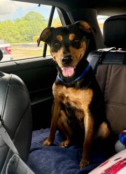 Athena Rose --Courtesy Post. Out of town pet. See below for deta -  Pit Bull Terrier Dog for Adoption in Eagle, Idaho - Athena Rose --Courtesy Post. Out Of Town Pet. See Below For Deta | PetCurious