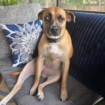 Chloe Jane - Foster -  Mixed Breed Dog for Adoption in Walker, Michigan - Chloe Jane - Foster | PetCurious