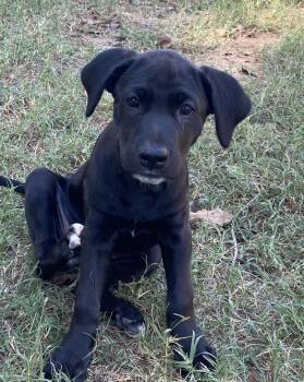 Lila -  Labrador Retriever and German Shepherd Dog Dog for Adoption in Alexander, Arkansas - Lila | PetCurious