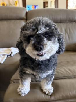 Miniature Poodle Dogs Available for Adoption - Luigi | PetCurious
