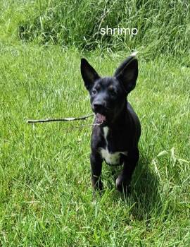 Pit Bull Terrier and Husky Dogs Available for Adoption in Urbana, Ohio - Shrimpy | PetCurious
