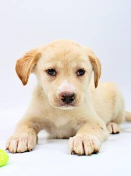 Border Collie and Mixed Breed Dogs Available for Adoption in Morton Grove, Illinois - Banana | PetCurious