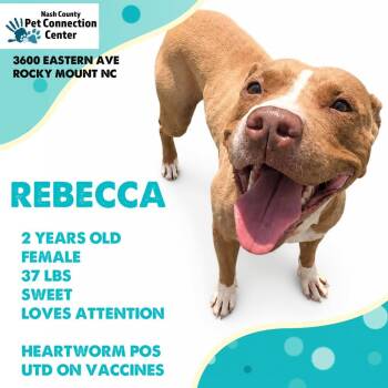 REBECCA  Available NOW - ADOPTION or RESCUE! -  Mixed Breed Dog for Adoption in Nashville, North Carolina - REBECCA  Available NOW - ADOPTION Or RESCUE! | PetCurious