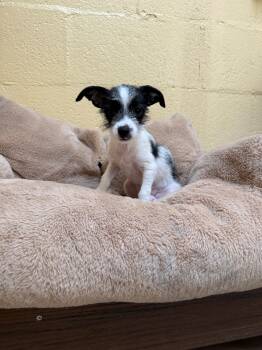 Baby Arnold -  Cairn Terrier Dog for Adoption in Laguna Beach, California - Baby Arnold | PetCurious
