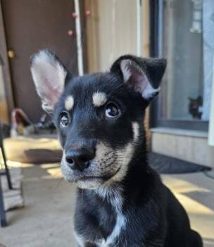 Husky Dogs Available for Adoption in Flagstaff, Arizona - Pepito | PetCurious