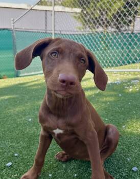 Dawsey -  Shepherd and Hound Dog for Adoption in Gallatin, Tennessee - Dawsey | PetCurious