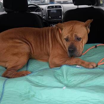 Zane -  Cane Corso Dog for Adoption in Manchester, Pennsylvania - Zane | PetCurious