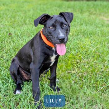 Lilly 05-0606 -  Labrador Retriever and Pit Bull Terrier Dog for Adoption in Covington, Georgia - Lilly 05-0606 | PetCurious
