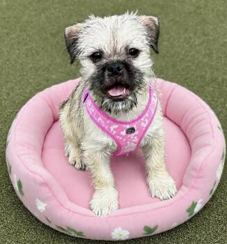 Pug and Maltese Dogs Available for Adoption in Newport Beach, California - Cricket | PetCurious