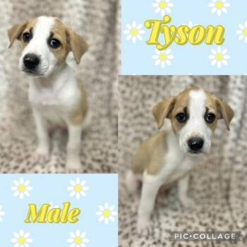 Jack Russell Terrier Dogs Available for Adoption in Manchester, Connecticut - Tyson | PetCurious