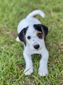 Scout -  Miniature Dachshund and Jack Russell Terrier Dog for Adoption in Lucedale, Mississippi - Scout | PetCurious
