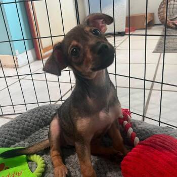 Cheese -  Chihuahua and Mixed Breed Dog for Adoption in Merritt Island, Florida - Cheese | PetCurious