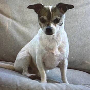 Hank -  Chihuahua Dog for Adoption in Winston-salem, North Carolina - Hank | PetCurious