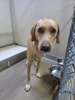Lily -  Yellow Labrador Retriever Dog for Adoption in Rawlins, Wyoming - Lily | PetCurious