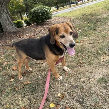 Rescue Beagle Dogs for Adoption in Hendersonville, Tennessee - Abel | PetCurious