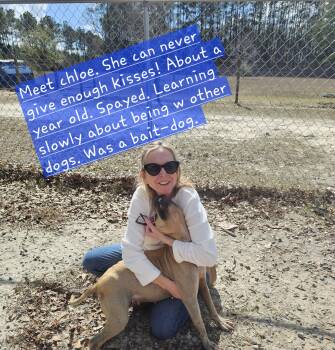 Mixed Breed Dogs Available for Adoption - Chloe | PetCurious