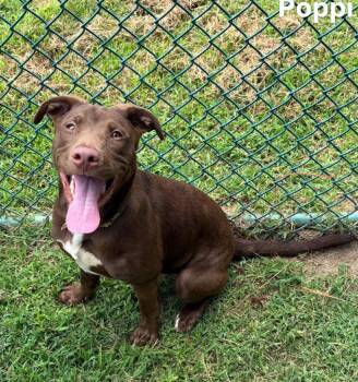 Poppi -  Labrador Retriever Dog for Adoption in Little Rock, Arkansas - Poppi | PetCurious