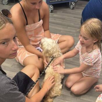 Ethan Hunt -  Maltese and Shih Tzu Dog for Adoption in Matthews, North Carolina - Ethan Hunt | PetCurious