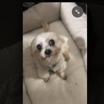 Rescue Terrier Dogs for Adoption in West Hollywood, California - Dalton | PetCurious