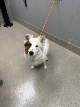 HOKEY POKEY -  Australian Shepherd Dog for Adoption in Las Vegas, Nevada - HOKEY POKEY | PetCurious