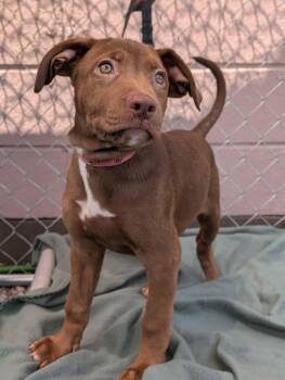 Peggy Sue -  Mixed Breed Dog for Adoption in Huntsville, Alabama - Peggy Sue | PetCurious