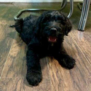 Goldendoodle and Bernese Mountain Dog Dogs Available for Adoption - Teddy | PetCurious