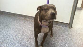ALICE -  Pit Bull Terrier Dog for Adoption in Charlotte, North Carolina - ALICE | PetCurious