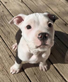 Pit Bull Terrier Dogs Available for Adoption - Eddy | PetCurious