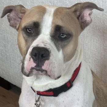 Jewel -  Boxer Dog for Adoption in Brentwood, Tennessee - Jewel | PetCurious