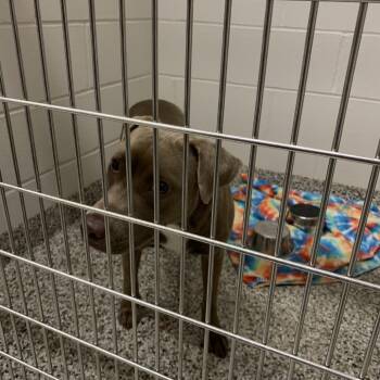Pit Bull Terrier and Mixed Breed Dogs Available for Adoption in Morganton, North Carolina - Lillith | PetCurious