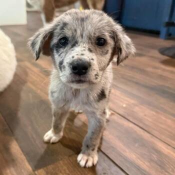 Chester -  Catahoula Leopard Dog Dog Available for Adoption in Houston, Texas - Chester | PetCurious