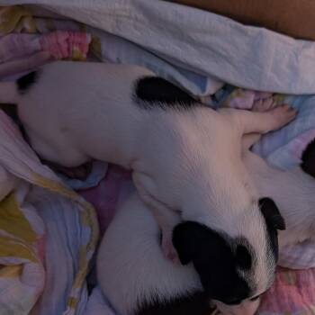Pip -  Mixed Breed Dog for Adoption in Leander, Texas - Pip | PetCurious