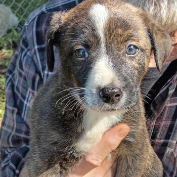 LENNY -  Shepherd Dog for Adoption in Stuart, Virginia - LENNY | PetCurious