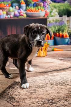 Mixed Breed Dogs Available for Adoption - Zion | PetCurious