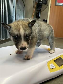 RORY* -  German Shepherd Dog and Mixed Breed Dog for Adoption in Santa Cruz, California - RORY* | PetCurious