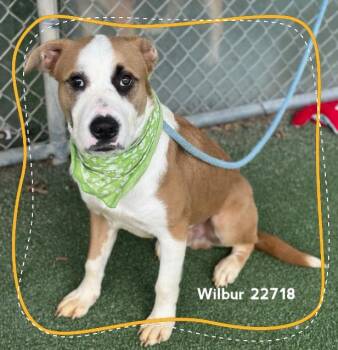 WILBUR -  Hound and Pit Bull Terrier Dog for Adoption in Marietta, Georgia - WILBUR | PetCurious