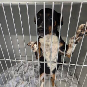 Gary -  Beagle and Chihuahua Dog for Adoption in Charlottesville, Virginia - Gary | PetCurious